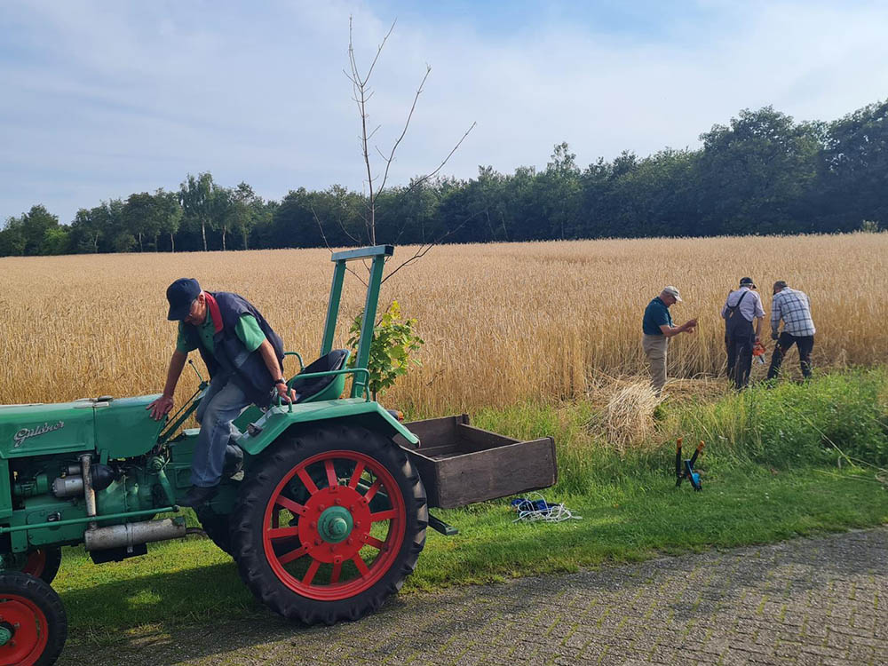 Strohernte für das Bienenkorbflechten