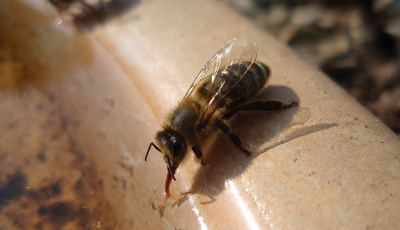 Biene mit Saugrüssel im Wasser