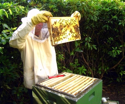 Imker bei der Kontrolle des Bienenvolks