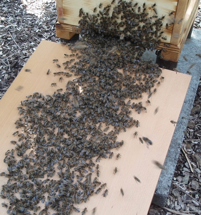 Bienenschwarm zieht in Warre-Beute ein